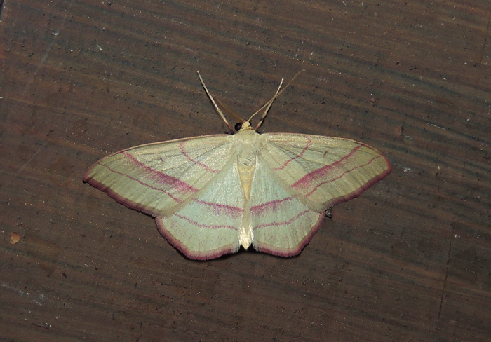 Scopula imitaria Geometridae. No, Rhodostrophia vibicaria